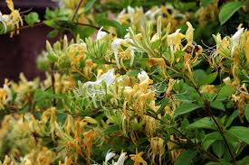 Attēlu rezultāti vaicājumam “Lonicera xylosteum flower”