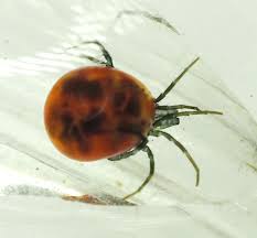 Attēlu rezultāti vaicājumam “Hydrachna”