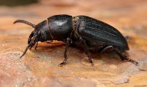 Attēlu rezultāti vaicājumam “Spondylis buprestoides”