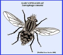 Attēlu rezultāti vaicājumam “Sarcophagidae”