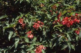 Attēlu rezultāti vaicājumam “Acer tataricum subsp. ginnala flower”