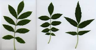 Attēlu rezultāti vaicājumam “Fraxinus excelsior leaf”