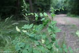 Attēlu rezultāti vaicājumam “Vicia pisiformis”