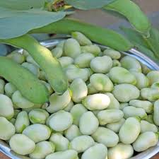 Attēlu rezultāti vaicājumam “Vicia faba”