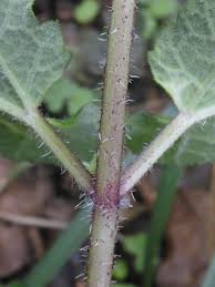 Attēlu rezultāti vaicājumam “Heracleum sphondylium subsp. sibiricum”