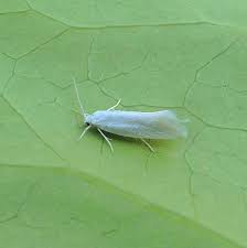 Attēlu rezultāti vaicājumam “Elachista argentella”