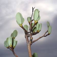 Attēlu rezultāti vaicājumam “Sorbus aria”