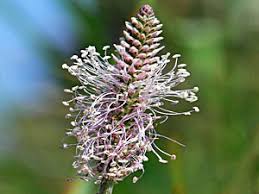 Attēlu rezultāti vaicājumam “Plantago media bud”