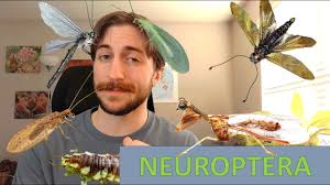 Attēlu rezultāti vaicājumam “Neuroptera”