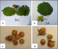 Attēlu rezultāti vaicājumam “Corylus avellana fruit”