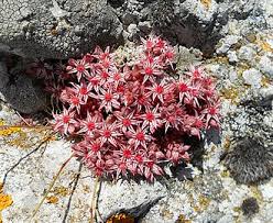 Attēlu rezultāti vaicājumam “Sedum hispanicum fruit”