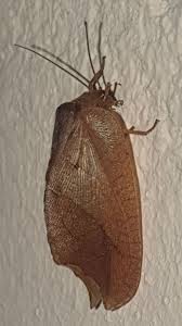 Attēlu rezultāti vaicājumam “Drepanepteryx phalaenoides”