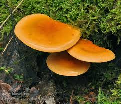 Attēlu rezultāti vaicājumam “Hygrophoropsis aurantiaca”