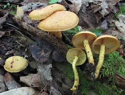 Attēlu rezultāti vaicājumam “Pholiota flammans”