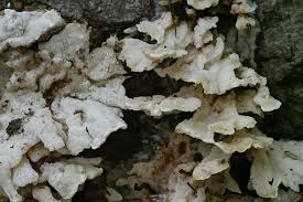 Attēlu rezultāti vaicājumam “Antrodiella semisupina”