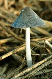 Image result for coprinus