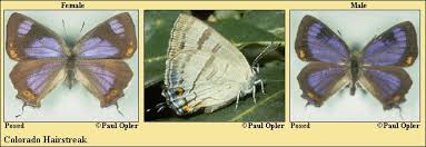 Attēlu rezultāti vaicājumam “Hylecoetus dermestoides female”