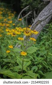 Attēlu rezultāti vaicājumam “Telekia speciosa leaf”