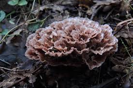 Image result for Podoscypha multizonata