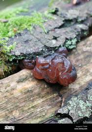 Attēlu rezultāti vaicājumam “Ascotremella faginea”