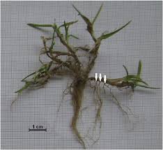 Attēlu rezultāti vaicājumam “Poa annua”