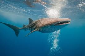Image result for Rhincodon typus