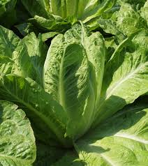 Image result for Römischer Salat