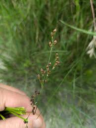 Attēlu rezultāti vaicājumam “Juncus alpinoarticulatus fruit”