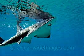 Image result for Rhynchobatus djiddensis