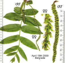 Attēlu rezultāti vaicājumam “Pterocarya fraxinifolia”