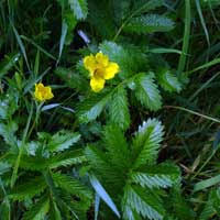 Image result for Potentilla anserina