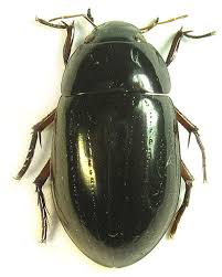 Attēlu rezultāti vaicājumam “Hydrochara caraboides”