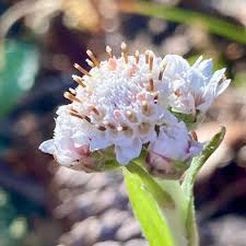 Attēlu rezultāti vaicājumam “Antennaria dioica female flower”