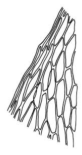 Attēlu rezultāti vaicājumam “Bryum caespiticium sporophyte”