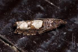 Attēlu rezultāti vaicājumam “Epinotia trigonella”