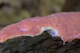 Attēlu rezultāti vaicājumam “Dictydiaethalium plumbeum young”