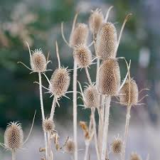 Attēlu rezultāti vaicājumam “Dipsacus fullonum flower”