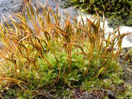 Attēlu rezultāti vaicājumam “Tortula lingulata macro”