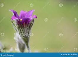 Attēlu rezultāti vaicājumam “Pulsatilla pratensis bud”