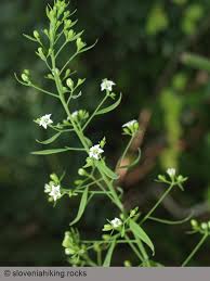 Attēlu rezultāti vaicājumam “Santalaceae”