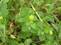 Attēlu rezultāti vaicājumam “Medicago lupulina fruit”