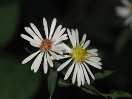Image result for Aster lanceolatus