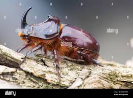 Attēlu rezultāti vaicājumam “Oryctes nasicornis male”
