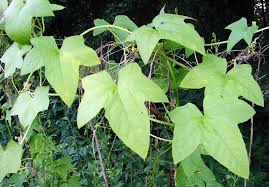 Attēlu rezultāti vaicājumam “Echinocystis lobata leaf”
