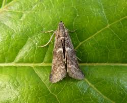 Attēlu rezultāti vaicājumam “Ortholepis betulae”