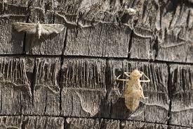 Attēlu rezultāti vaicājumam “Eupithecia pusillata”