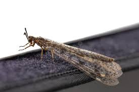 Attēlu rezultāti vaicājumam “Myrmeleontidae imago”