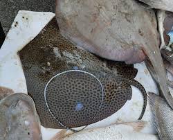 Image result for Himantura uarnak