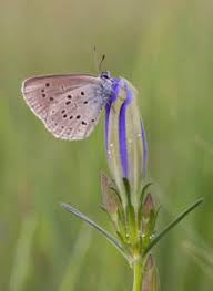 Attēlu rezultāti vaicājumam “Maculinea alcon underside”