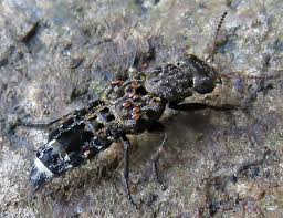 Attēlu rezultāti vaicājumam “Anacampsis blatariella”